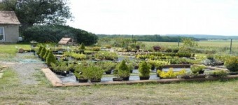 Trees